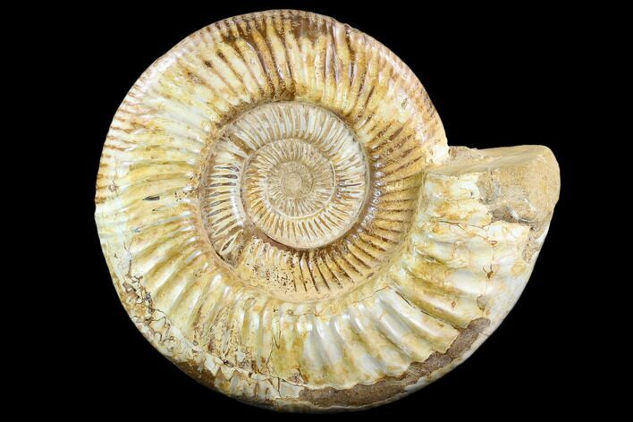 Polished Jurassic Ammonite (Perisphinctes) - Madagascar #123288